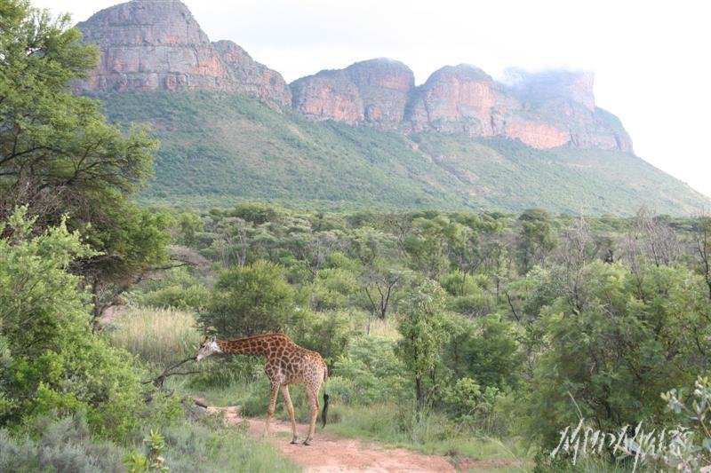 Mud Maps Africa Entabeni 8472